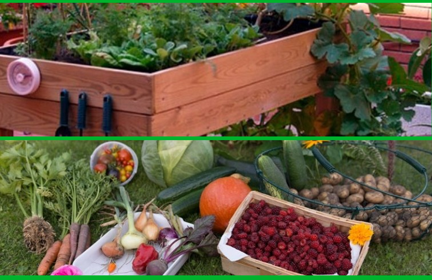 Cultivar un huerto en casa